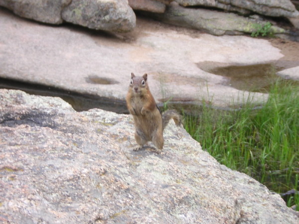 Squirrel at Gem Lake